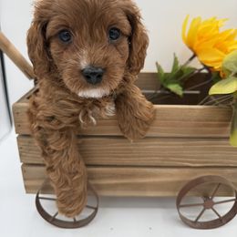 Boy 1 - Red male Cavapoo puppy in Camden, North Carolina from Luv My Doodle