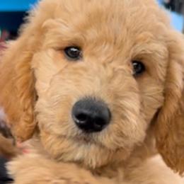 Goldendoodles from Island Doodle Co. - Goldendoodles Raised with Love
