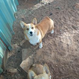 Roxy - Pembroke Welsh Corgi