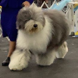 Old English Sheepdog All Grown Up from Snowdowne Too annex