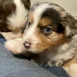 Ridge - Red merle male Miniature Australian Shepherd puppy in Somerset, Kentucky from Natural Life Ranch