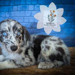 Dahlia - Blue merle female Australian Shepherd puppy in Owego, New York from WildBloom Australian Shepherds