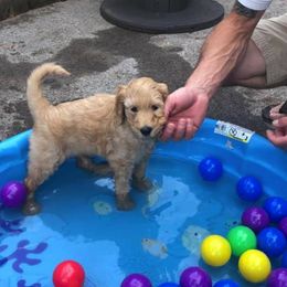 Goldendoodle Puppies from Diamond-Doodles