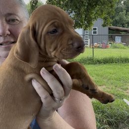 Boy 5th pick - Golden rust male Vizsla puppy in Boaz, Alabama from MountainTop Vizslas