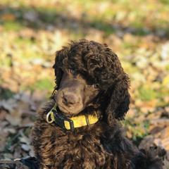 Poodle Puppies from Oakridge Standard Poodle