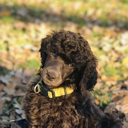 Poodle Puppies from Oakridge Standard Poodle