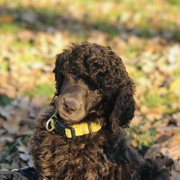 Poodle Puppies from Oakridge Standard Poodle