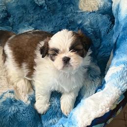 Cinnie - Red and white female Shih Tzu puppy in Redmond, Oregon from Jazzie Shih Tzu