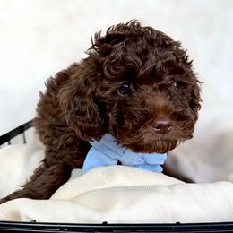 Creed - Chocolate male Goldendoodle puppy in Holly Springs, Georgia from Libby Lou’s Goldendoodles