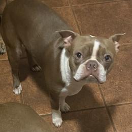 Boston Terrier Puppies from Lola’s House of Bostons & Rescue