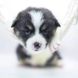 Pumba - Black and tan male Pembroke Welsh Corgi puppy in Vacaville, California from Hope_4thebay_Corgis