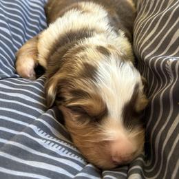 RMF 1 - Red merle female Australian Shepherd puppy in Bainbridge, Ohio from CK Aussies