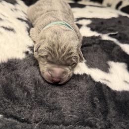 German Shepherd Puppies from Legacy K9’s