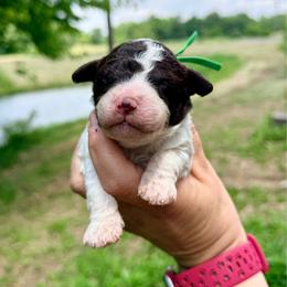 Girl 4 - Lime collar - Brown roan female Lagotto Romagnolo puppy in Ashland, Ohio from SS Australian Shepherds