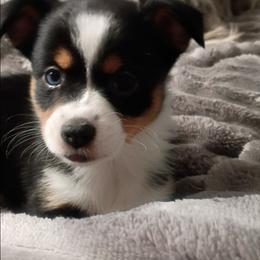 Pablo - Black tri male Toy Australian Shepherd puppy in Humansville, Missouri from Tater Tot aussies