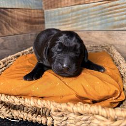 Lindt - Black male Newfoundland puppy in Tully, New York from Bear Paw Newfoundlands