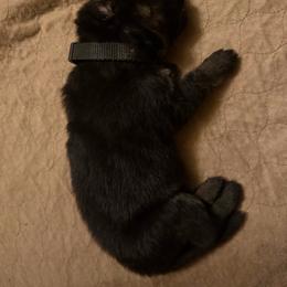 Black collar boy - Bi-color male German Shepherd puppy in Centralia, Illinois from Janices AKC German Sheperds LLC