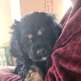 Irvin - Black white and tan male Cocker Spaniel puppy in Westminster, South Carolina from Hartwell Cocker Spaniel Kennel