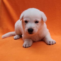 Orange Girl - White female Berger Blanc Suisse puppy in New Castle, Pennsylvania from Thornvalley White Swiss Shepherds