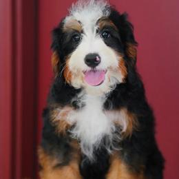 Elle (socialization program student) - Tri-color female Bernedoodle puppy in Dundee, Ohio from Down Home Doodle