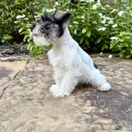 Parti Girl - Parti female Miniature Schnauzer puppy in Monticello, Mississippi from LeBoeuf's Miniature Schnauzers