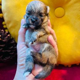 Grace - Orange parti female Pomeranian puppy in Green Cove Springs, Florida from Natasha's Ark of Joy