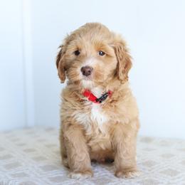 Red - Apricot male Australian Labradoodle puppy in Williamstown, New York from Lewis Manor Labradoodles
