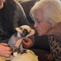 Chihuahua and Chinese Crested Puppies from Western Kentucky Chihuahua’s and Chinese Crested’s