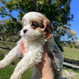 Cavapoo Puppies from Campbell Cavapoos