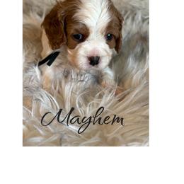 Mayhem - Blenheim male Cavalier King Charles Spaniel puppy in Mystic Islands, New Jersey from Mystic Cavaliers LLC