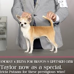 Taylor - Chihuahua