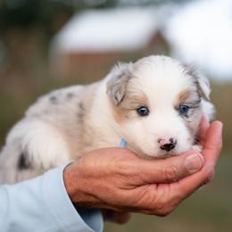 Paisley - Blue merle female Border Collie puppy in Conway, Missouri from 2J 2K Border Collies | Maremma Sheepdogs