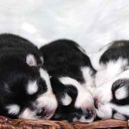 Pomsky Puppies from Palm Tree Pomskies