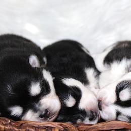 Pomsky Puppies from Palm Tree Pomskies