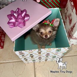 Drummer 3,000 - Chocolate sabled fawn male Chihuahua puppy in Naples, Florida from Naples Tiny Dogs