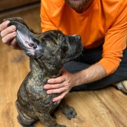 Yellow Collar - Chestnut brindle female Cane Corso puppy in Niota, Tennessee from DTM Cane Corso