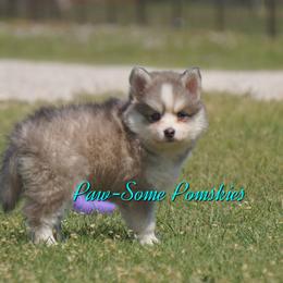 Bourbon - Blue male Pomsky puppy in Krum, Texas from Paw-Some Pomskies