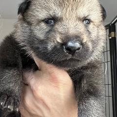 Tan Collar - Silver gray female Czechoslovakian Vlcak puppy in Florida from DireWolf Pack