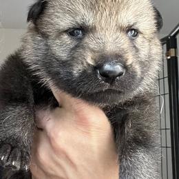 Tan Collar - Silver gray female Czechoslovakian Vlcak puppy in Florida from DireWolf Pack