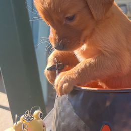 Faith - No collar (tiny) - Dark golden female Golden Retriever puppy in Cheyenne, Wyoming from Battlemountain Kennels