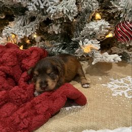 Crete - Liver male Miniature Schnauzer puppy in Huntington, Utah from Schnauzers on Robinson Lane