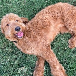 Goldendoodles from Doodletimetx