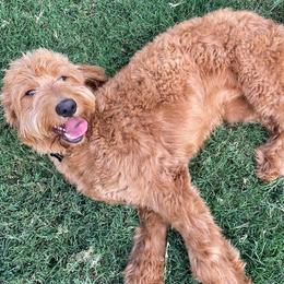 Goldendoodles from Doodletimetx