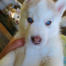 Siberian Husky Puppies from Naturez Siberians
