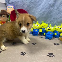 Nick - Red male Pembroke Welsh Corgi puppy in Apison, Tennessee from Ashmore Corgis