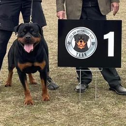 Cobe - Rottweiler