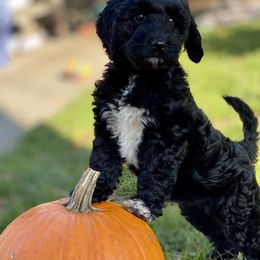 Australian Labradoodle Puppies from Cascade Canyon Labradoodles