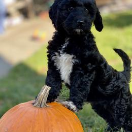 Australian Labradoodle Puppies from Cascade Canyon Labradoodles