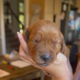 Dark blue - Dark golden male Golden Retriever puppy in Smithfield, Utah from Golden Palms Puppies