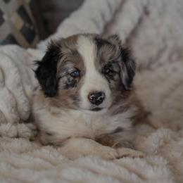 Uno - White and blue merle male Border Collie puppy in Fresno, California from Alpine Tails